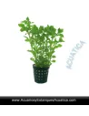 ✳️Planta para Acuario Ludwigia palustris Green ✔️Compra al mejor precio