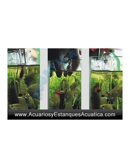 DISPENSADOR ALIMENTO VIVO ACUARIO
