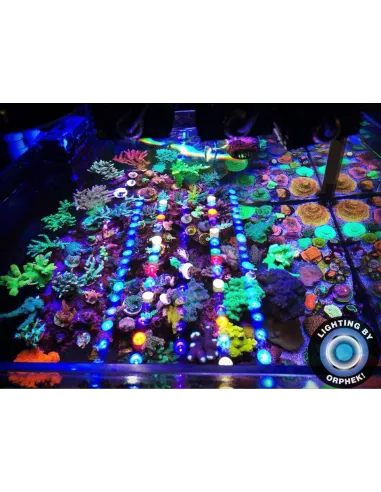 ORPHEK OR4 BLUE PLUS PANTALLA LED ACUARIO MARINO