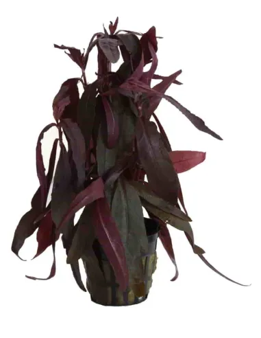 Alternanthera Sessilis  - Hygrophila roja planta acuario