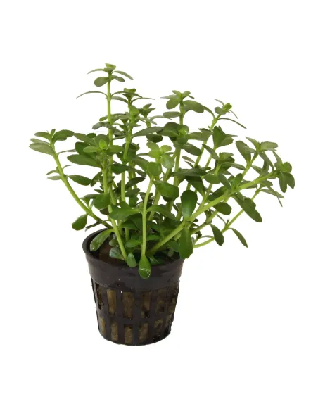 Bacopa Monnieri planta acuario