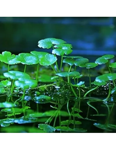 Hydrocotyle Verticillata planta estanque