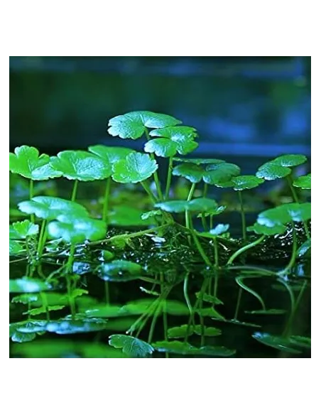 Hydrocotyle Verticillata planta estanque