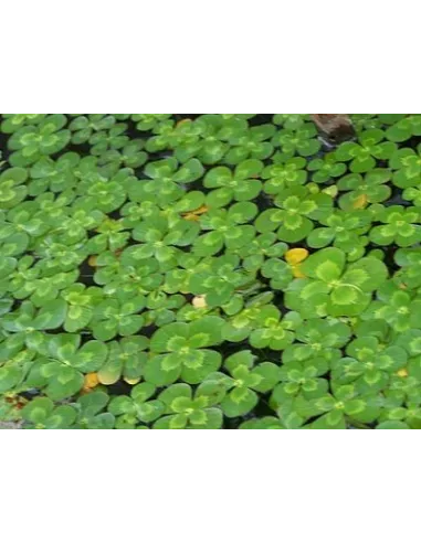 Marsilea planta acuario y estanque