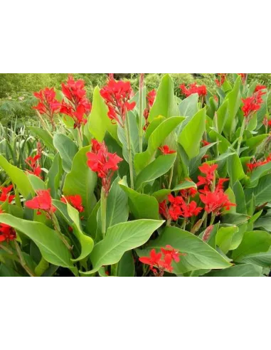 Canna Indica Roja planta para estanque