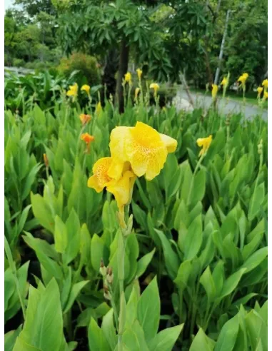 Canna Indica Amarilla planta para estanque