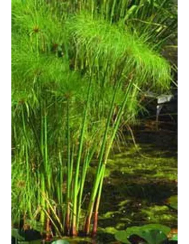 Cyperus papyrus PLANTA NATURAL ESTANQUE