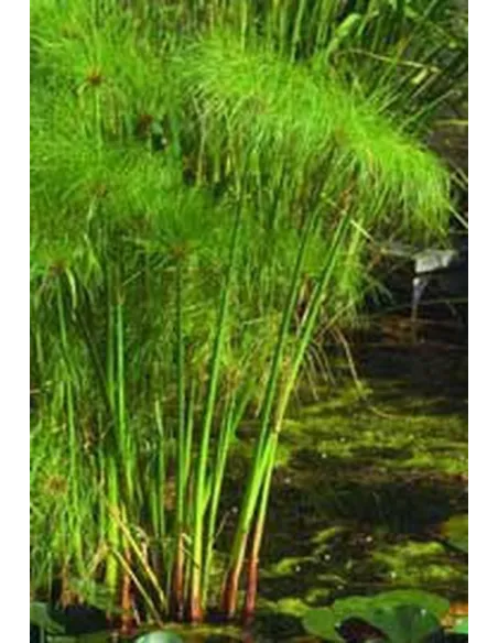 Cyperus Papyrus: Planta Acuática Natural para Estanques