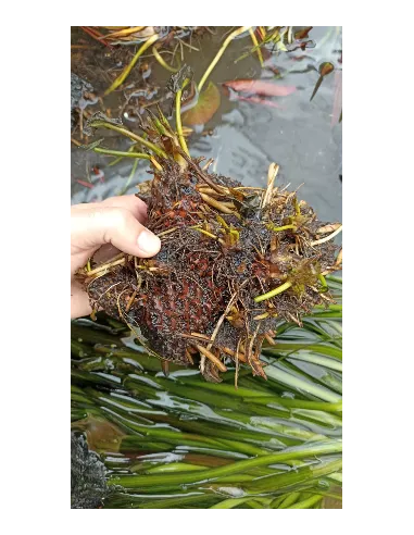 Nenúfar Gigante planta para estanque
