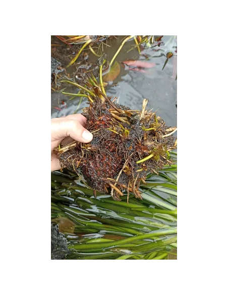 Nenúfar Gigante planta para estanque