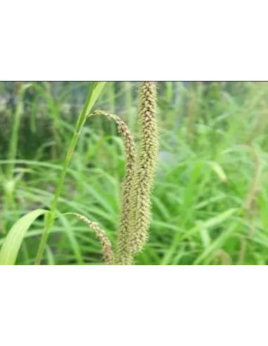 Carex Pendula planta para estanque