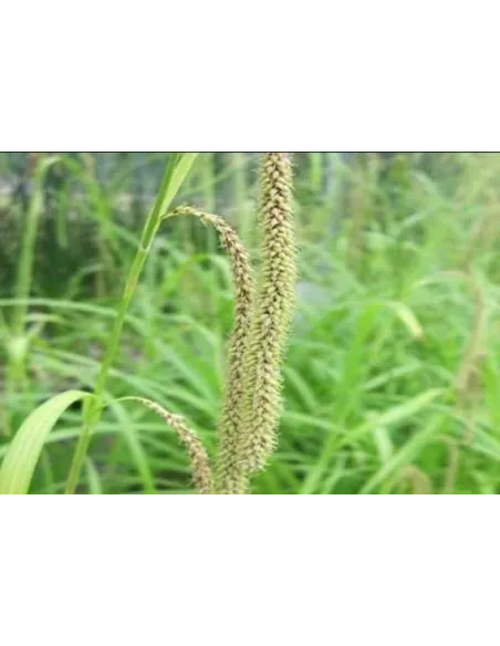 Carex Pendula planta para estanque