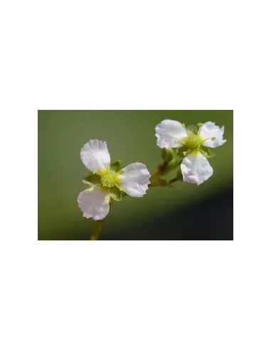 Alisma Plantago planta para estanque
