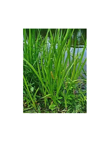 ACORUS CALAMUS planta para estanque