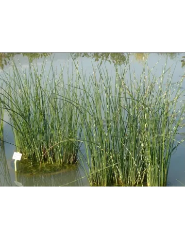 SCIRPUS ZEBRINUS planta para estanque