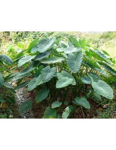 COLOCASIA planta para estanque