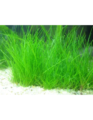 ELEOCHARIS ACICULARIS planta para estanque