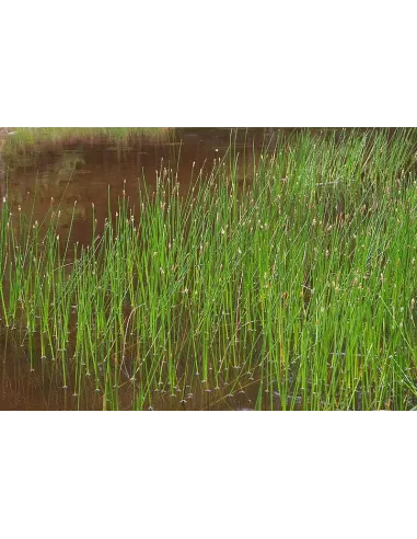 ELEOCHARIS PALUSTRIS planta para estanque