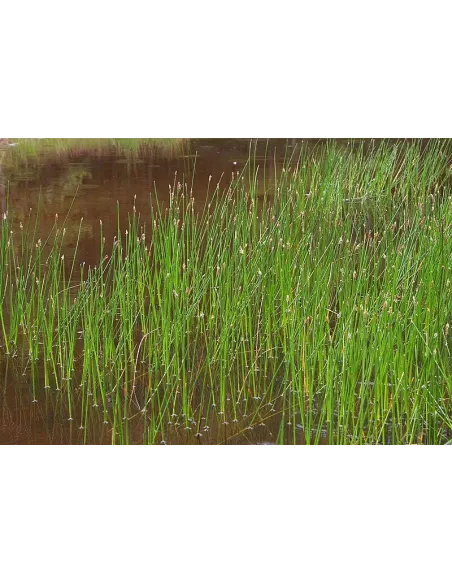 ELEOCHARIS PALUSTRIS planta para estanque