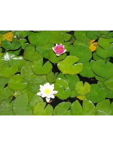 Nenufar grande