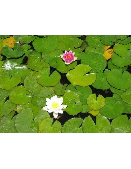 Nenufar grande