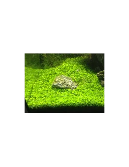 Micranthemum Monte Carlo planta acuario y estanque