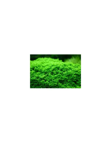 HEMIANTHUS CALLITRICHOIDES (CUBA) Planta Acuario Tapizante