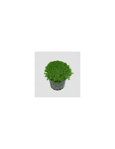 HEMIANTHUS CALLITRICHOIDES (CUBA) Planta Acuario Tapizante