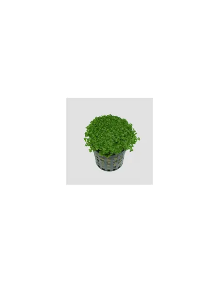 HEMIANTHUS CALLITRICHOIDES (CUBA) Planta Acuario Tapizante