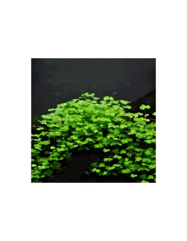 Hydrocotyle tripartita japan planta acuario