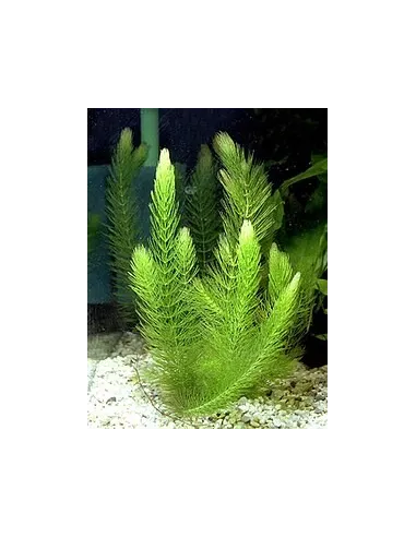 Ceratophyllum demersum planta acuario