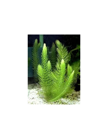 Ceratophyllum demersum planta acuario