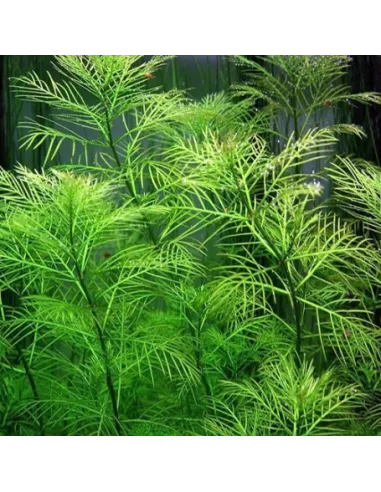 MYRIOPHYLLUM GREEN SUBMERSE planta acuario