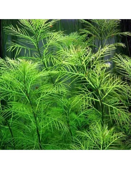 MYRIOPHYLLUM GREEN SUBMERSE planta acuario y estanques
