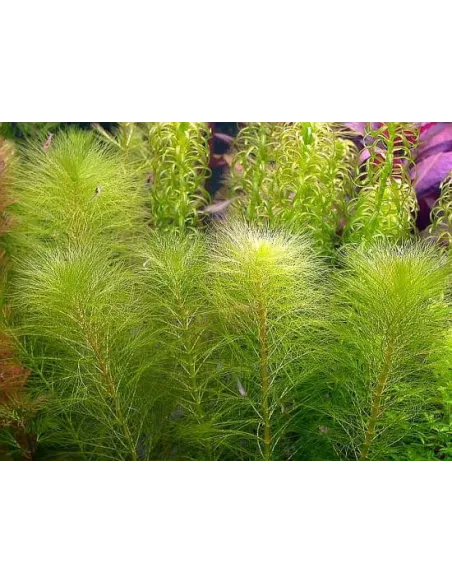 Myriophyllum Propiquum  planta acuario y estanque