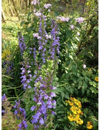 Lobelia sifilítica Planta para Estanque