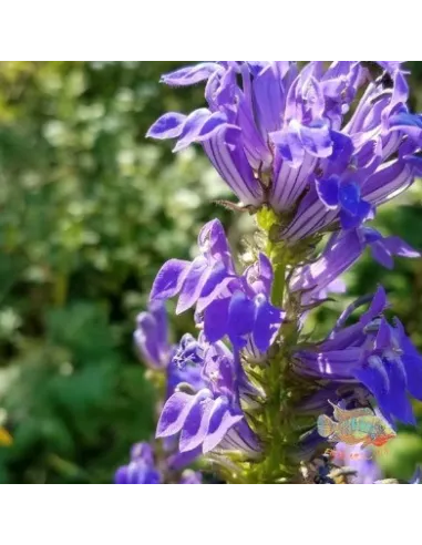 Lobelia sifilítica Planta para Estanque