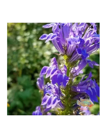 Lobelia sifilítica Planta para Estanque