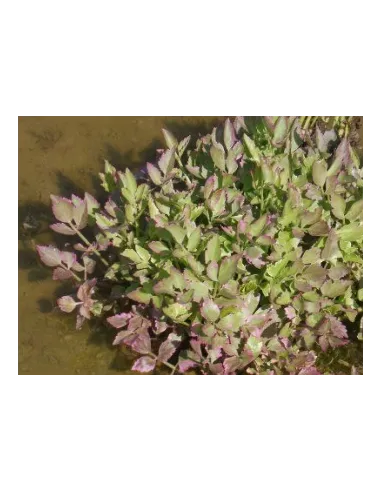 Oenanthe Flamingo Planta acuática para Estanque