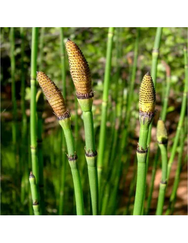 Equisetum Planta para Estanque