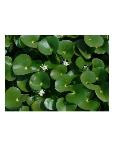 Heteranthera Reniformis planta natural para estanques.