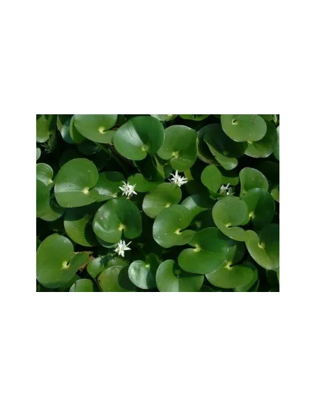 Heteranthera Reniformis planta natural para estanques.