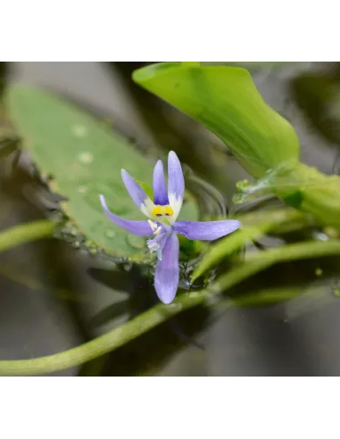 Heteranthera Reniformis planta natural para estanques.