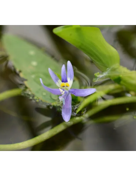 Heteranthera Reniformis planta natural para estanques.