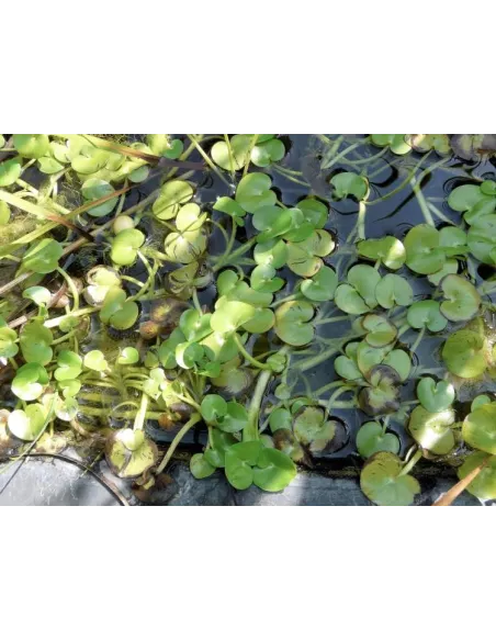 Heteranthera Reniformis planta natural para estanques.