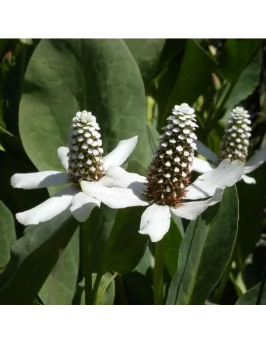 ≫ Plantas Acuaticas para Estanque ✔️Compra al mejor precio