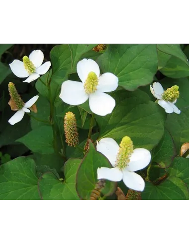 Planta para Estanque Houttuynia cordata Hierba del Pescado