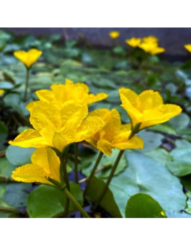 Planta para Estanque Nymphoides Peltata