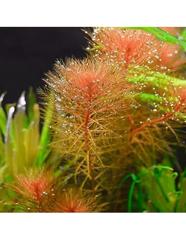 MYRIOPHYLLUM RED SUBMERSE planta acuario