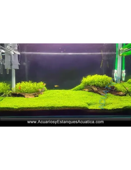 HEMIANTHUS CALLITRICHOIDES (CUBA) Planta Acuario Tapizante